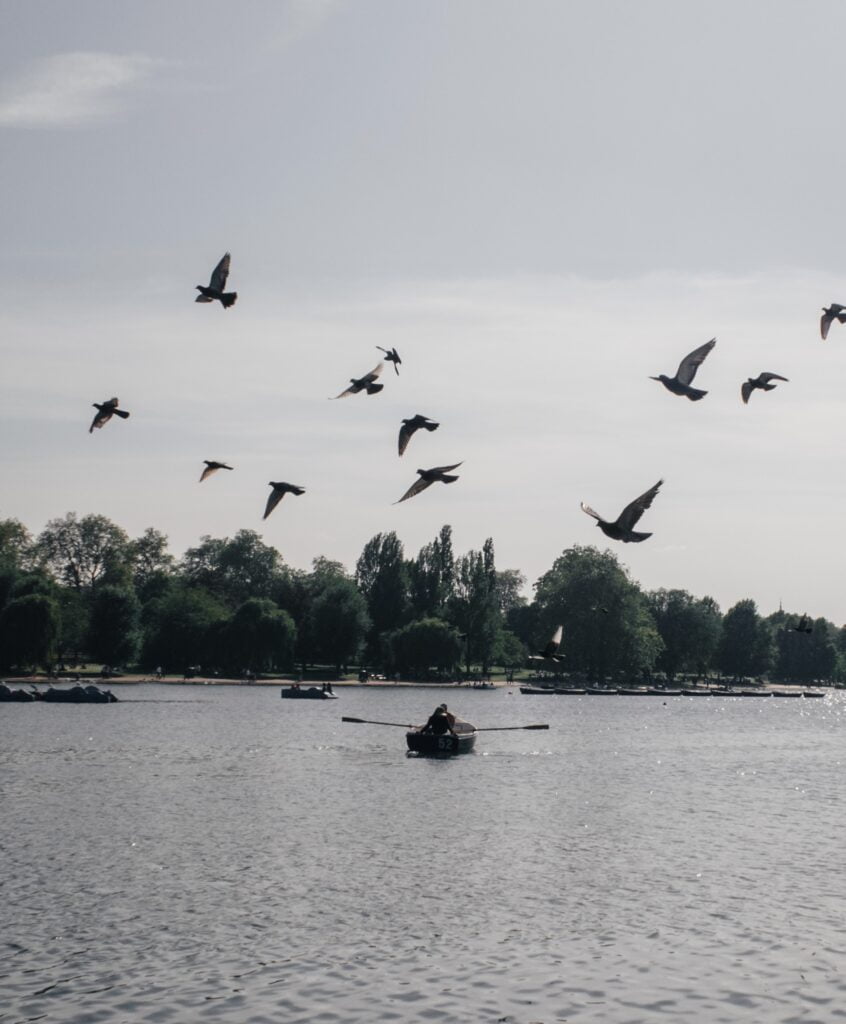 A flock of birds taking off over a couple rowing a row boat over the Serpentine in Hyde Park