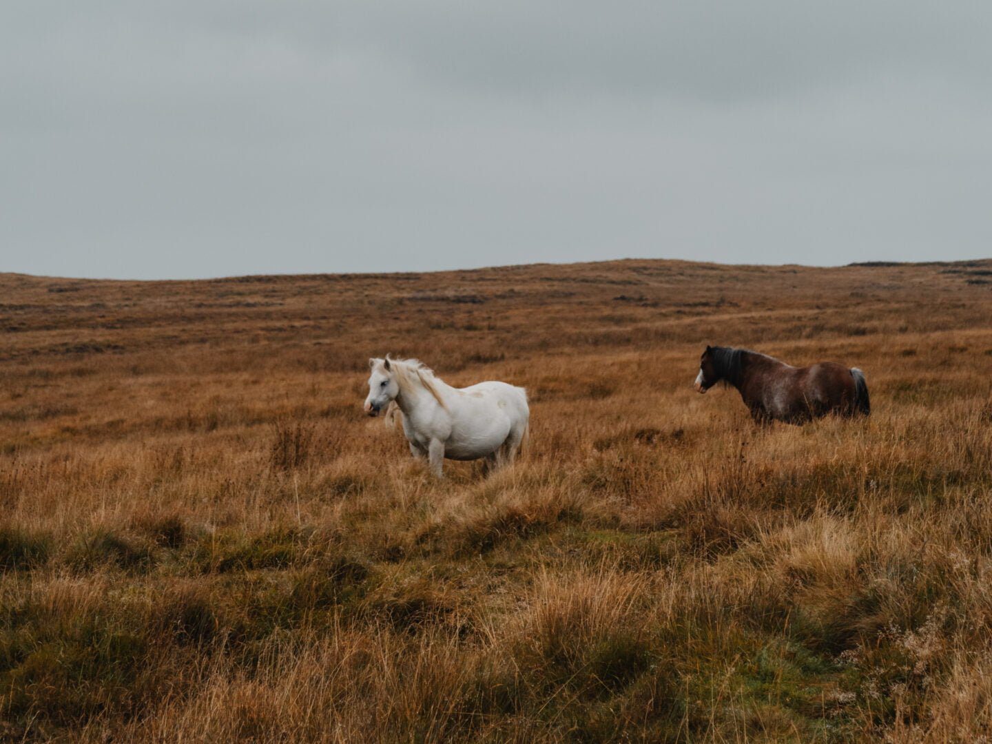 wild horses along the route of the pen-y-fan walk