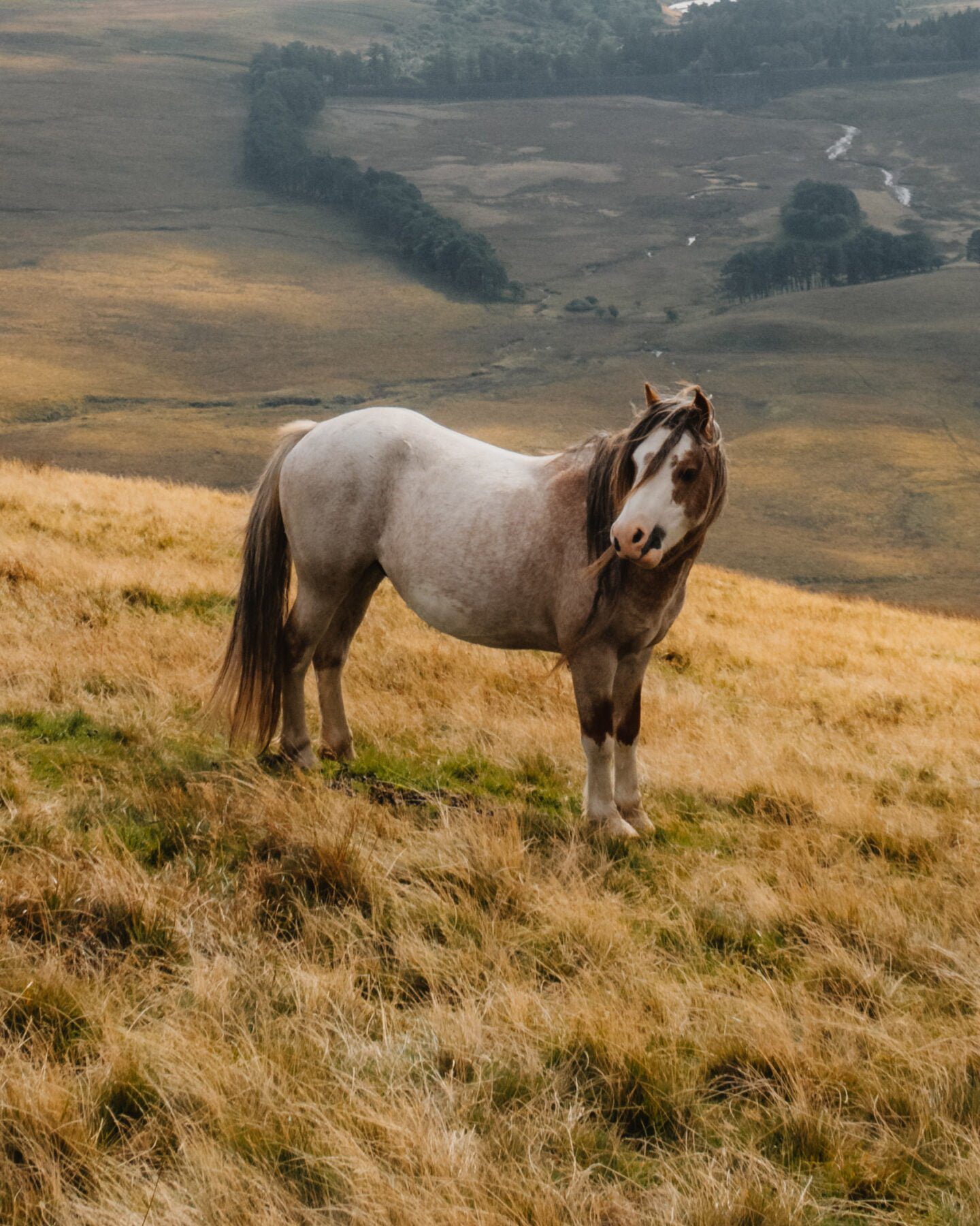 one of the wild horses in the Brecon Beacons